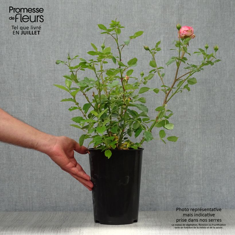 Example of Rosa Boscobel - David Austinroos Pot van 4 l/5 l as you get in ete