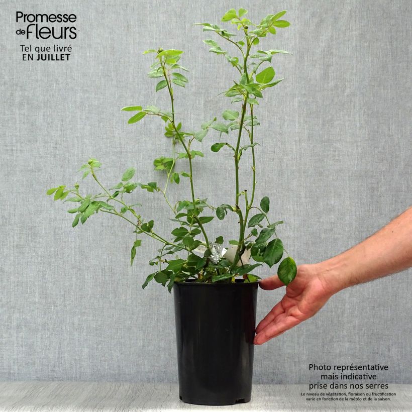 Exemplaar van Rosa Claire Austin - David Austinroos Pot van 4 l/5 l zoals geleverd in de zomer