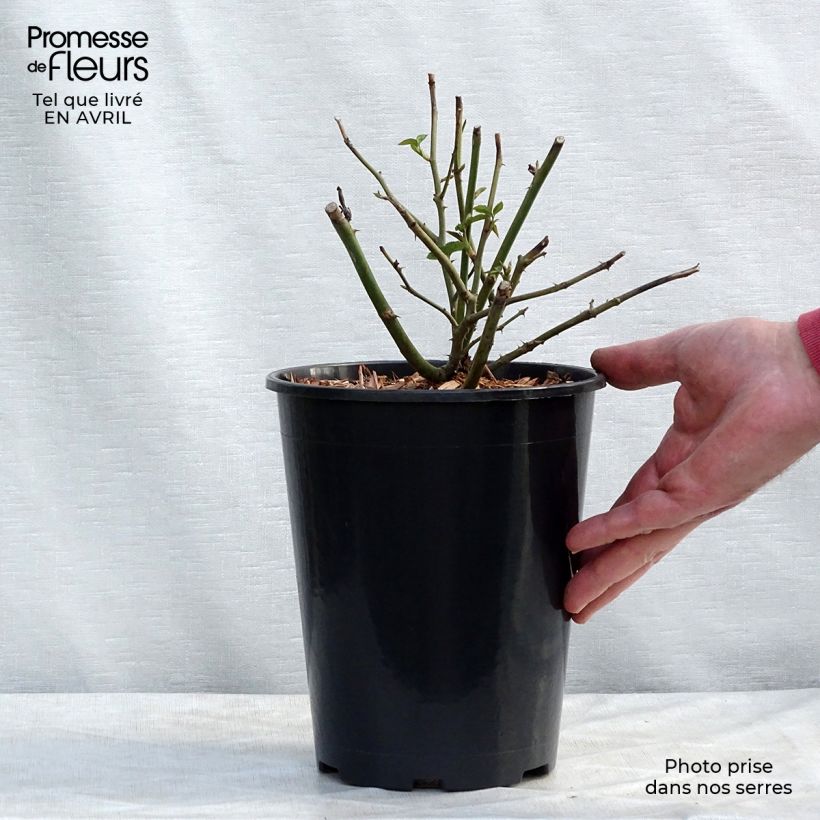 Exemplaar van Rosa Claire Austin - David Austinroos Pot van 4 l/5 l zoals geleverd in de lente