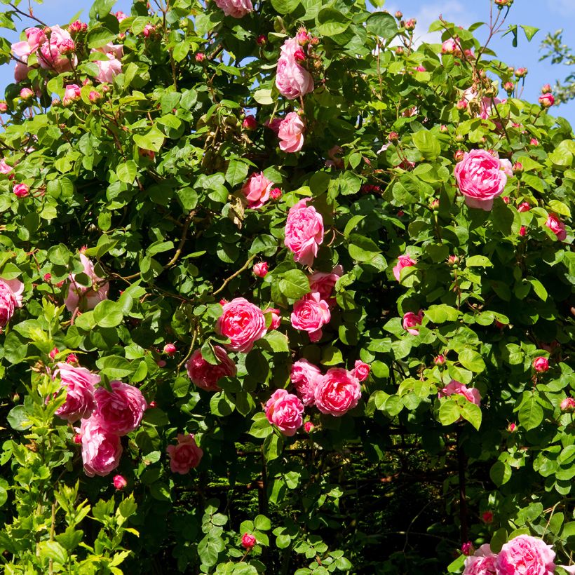 Rosa Constance Spry - David Austinroos (Plant habit)
