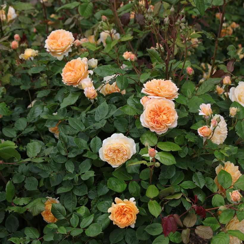 Rosa Crown Princess Margareta - David Austinroos (Groeiplaats)
