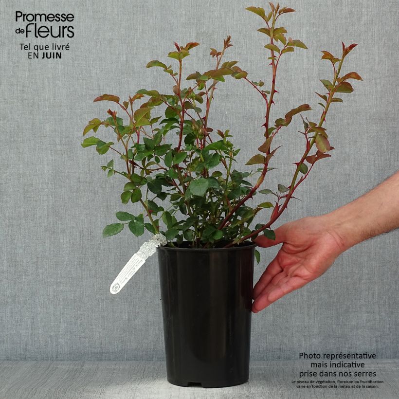 Exemplaar van Rosa Dame Judi Dench - David Austinroos Pot van 4 l/5 l zoals geleverd in de lente