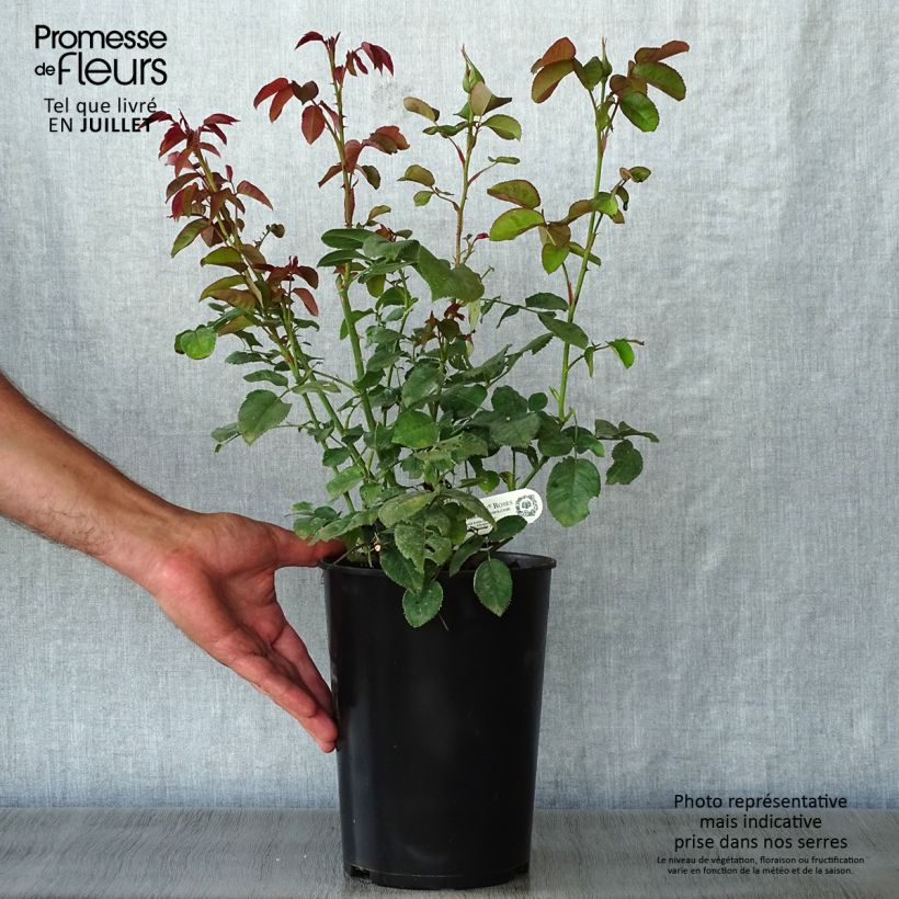 Exemplaar van Rosa Darcey Bussell - David Austinroos Pot van 4 l/5 l zoals geleverd in de zomer