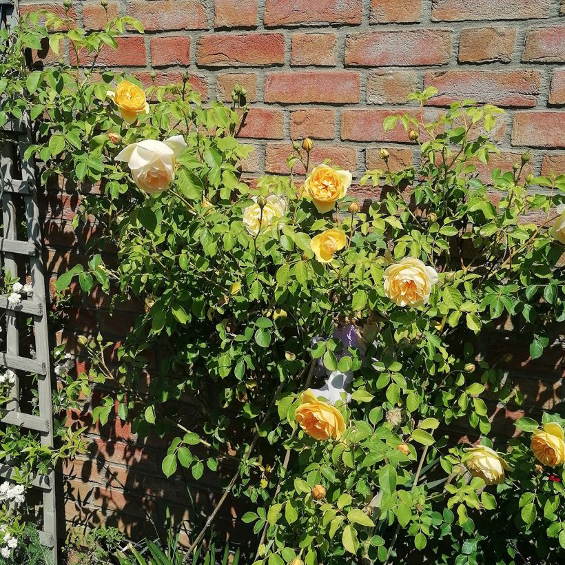 Rosa Graham Thomas - David Austinroos (Groeiplaats)