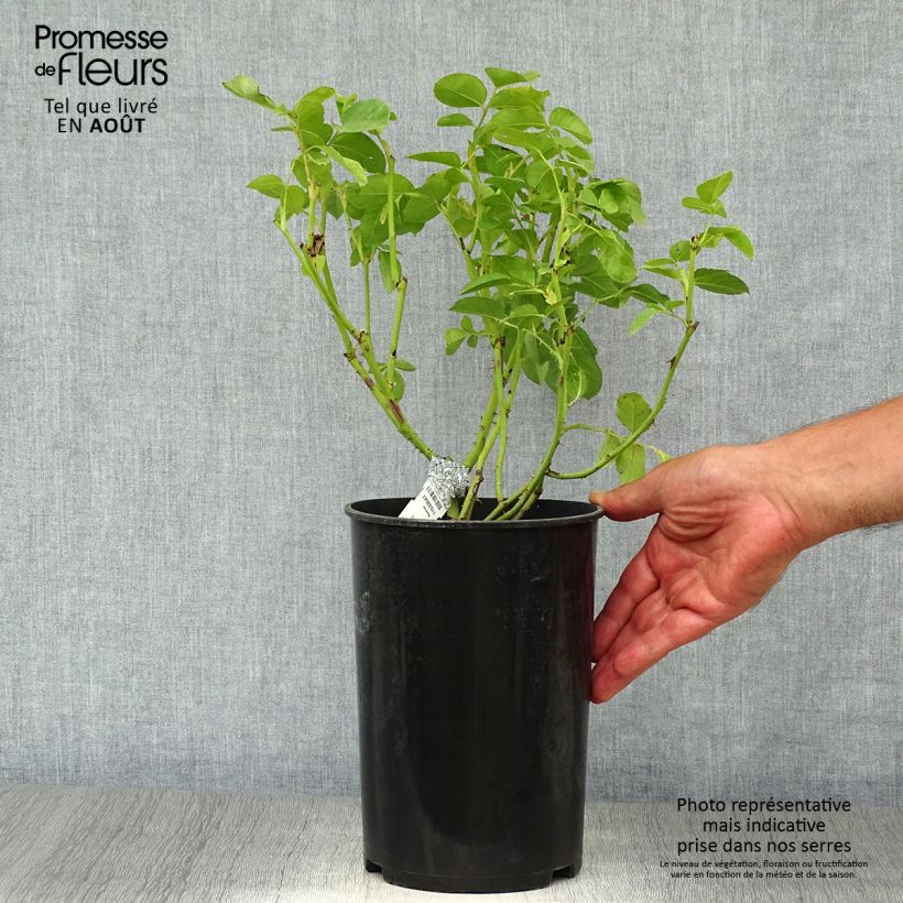 Exemplaar van Rosa Graham Thomas - David Austinroos Pot van 4 l/5 l zoals geleverd in de zomer