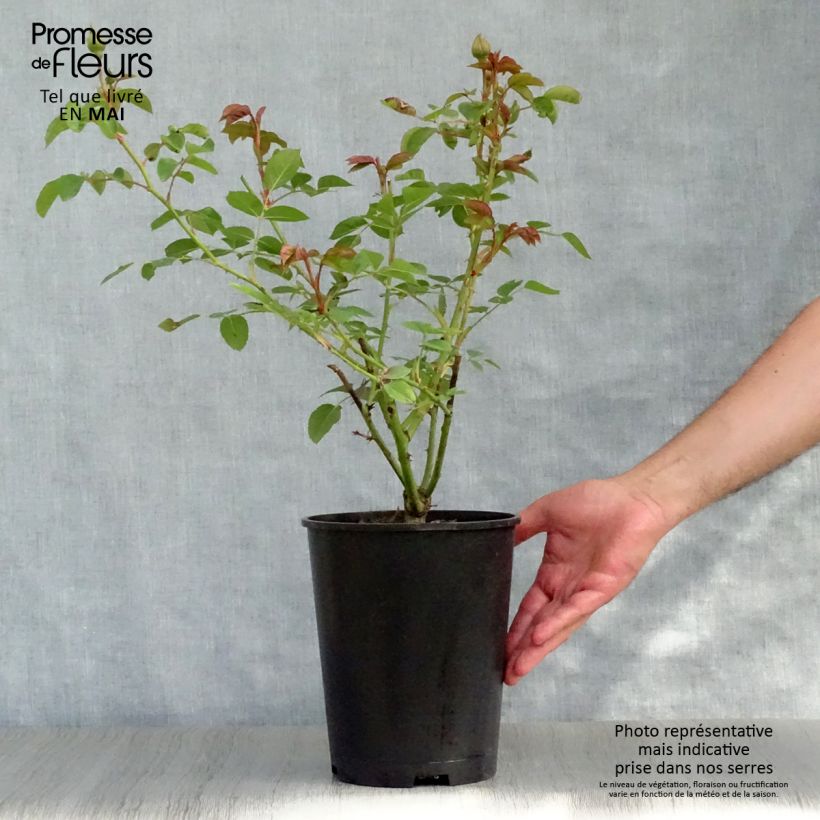 Exemplaar van Rosa Graham Thomas - David Austinroos Pot van 4 l/5 l zoals geleverd in de lente