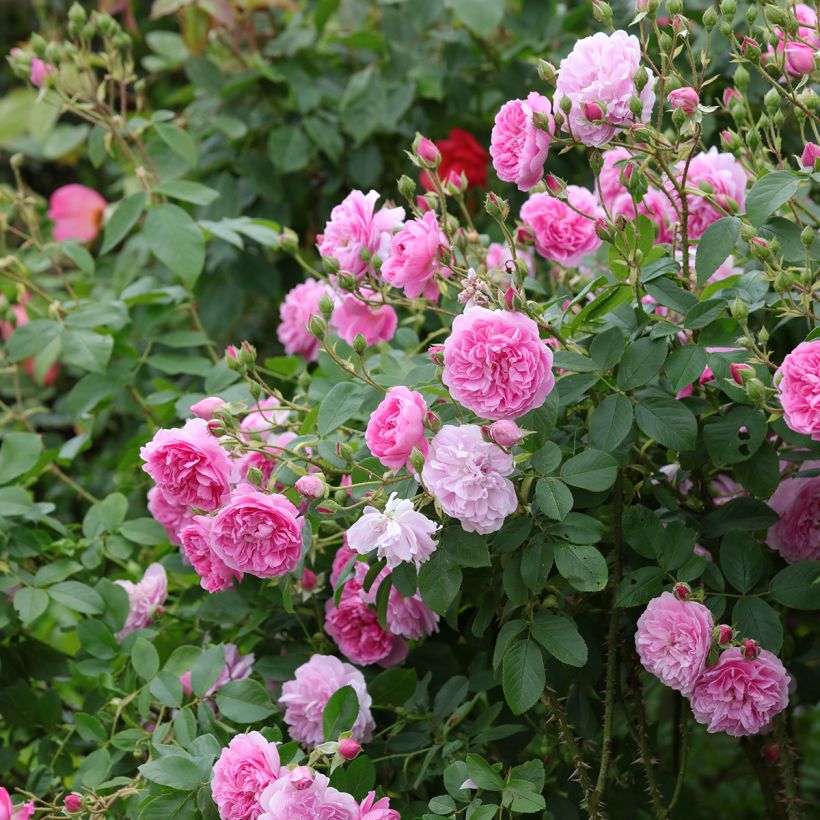 Rosa Harlow Carr - David Austinroos (Groeiplaats)