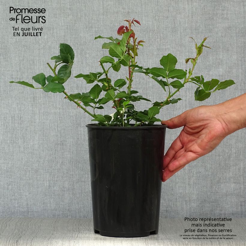 Exemplaar van Rosa Imogen - David Austinroos Pot van 4 l/5 l zoals geleverd in de zomer