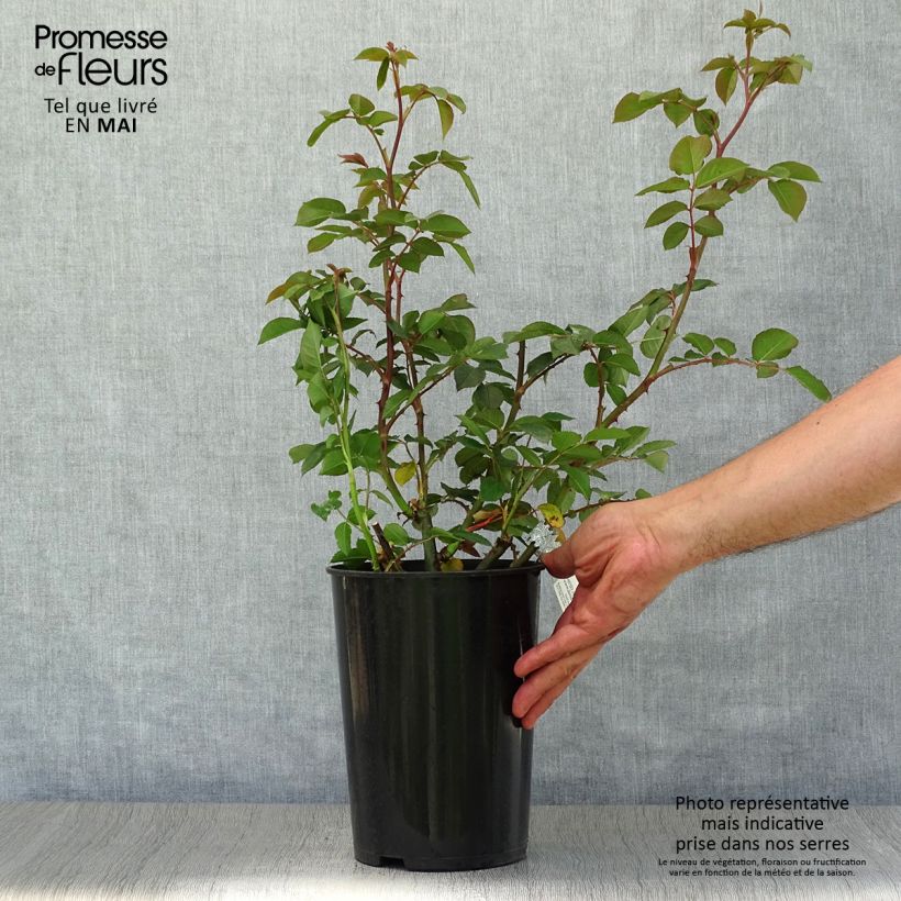 Exemplaar van Rosa James Galway - David Austinroos Pot van 4 l/5 l zoals geleverd in de lente