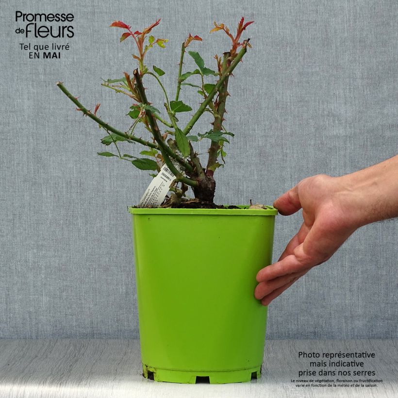 Exemplaar van Rosa Jubilee Celebration - David Austinroos Pot van 4 l/5 l zoals geleverd in de lente