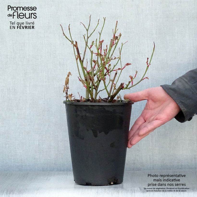 Exemplaar van Rosa Kew Gardens - David Austinroos Pot van 3 l/4 l zoals geleverd in de winter
