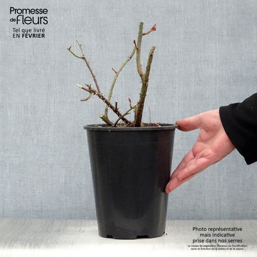 Exemplaar van Rosa L.D. Braithwaite - David Austinroos Pot van 4 l/5 l zoals geleverd in de winter