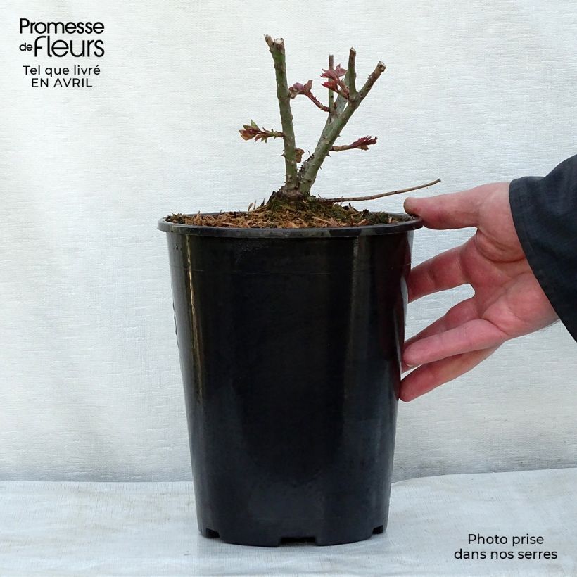 Exemplaar van Rosa L.D. Braithwaite - David Austinroos Pot van 4 l/5 l zoals geleverd in de lente