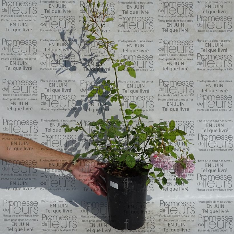 Voorbeeld van een exemplaar van Rosa Lady Salisbury - David Austinroos Pot van 4 l/5 l zoals geleverd