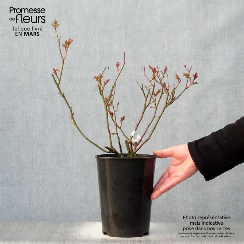 Example of Rosa Lichfield Angel - David Austinroos Pot van 4 l/5 l as you get in printemps