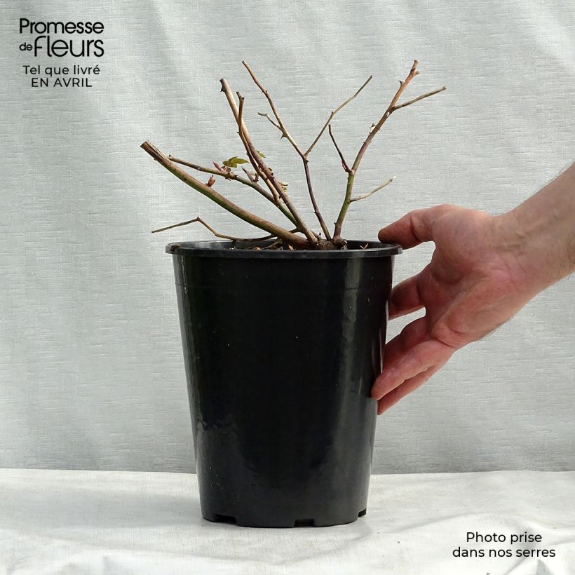 Exemplaar van Rosa Malvern Hills - David Austinroos Pot van 4 l/5 l zoals geleverd in de lente