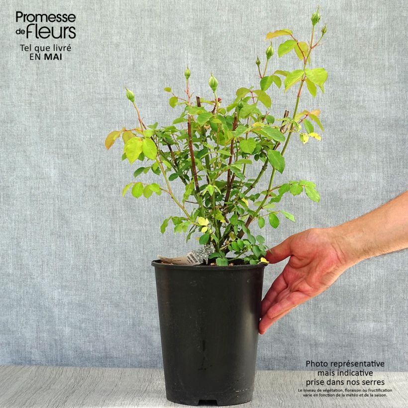 Example of Rosa Molineux - David Austinroos Pot van 4 l/5 l as you get in printemps