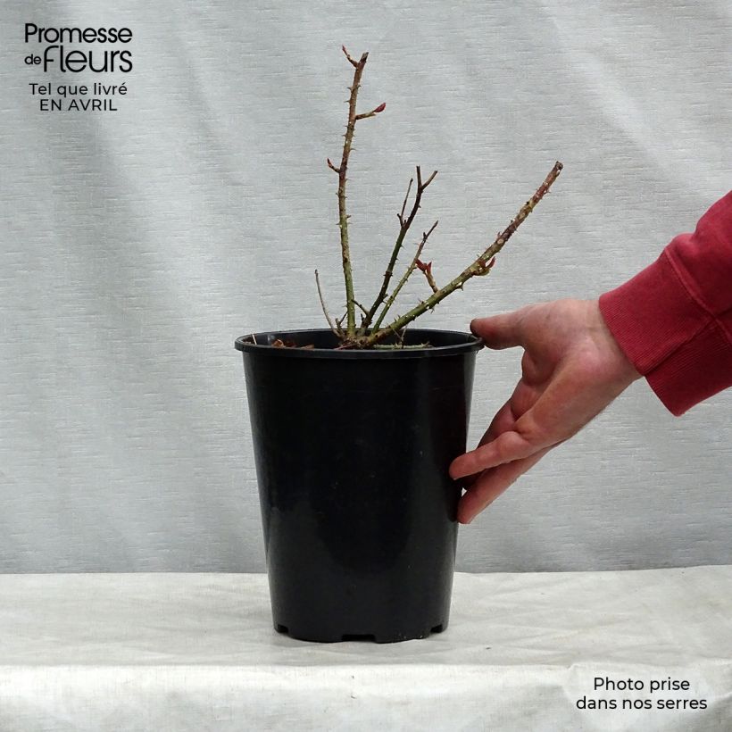 Exemplaar van Rosa Munstead Wood - David Austinroos Pot van 4 l/5 l zoals geleverd in de lente