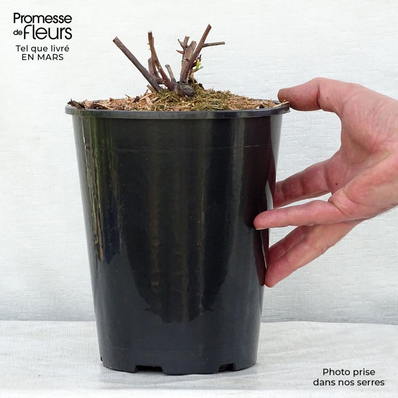 Example of Rosa Olivia Rose Austin - David Austinroos Pot van 4 l/5 l as you get in printemps