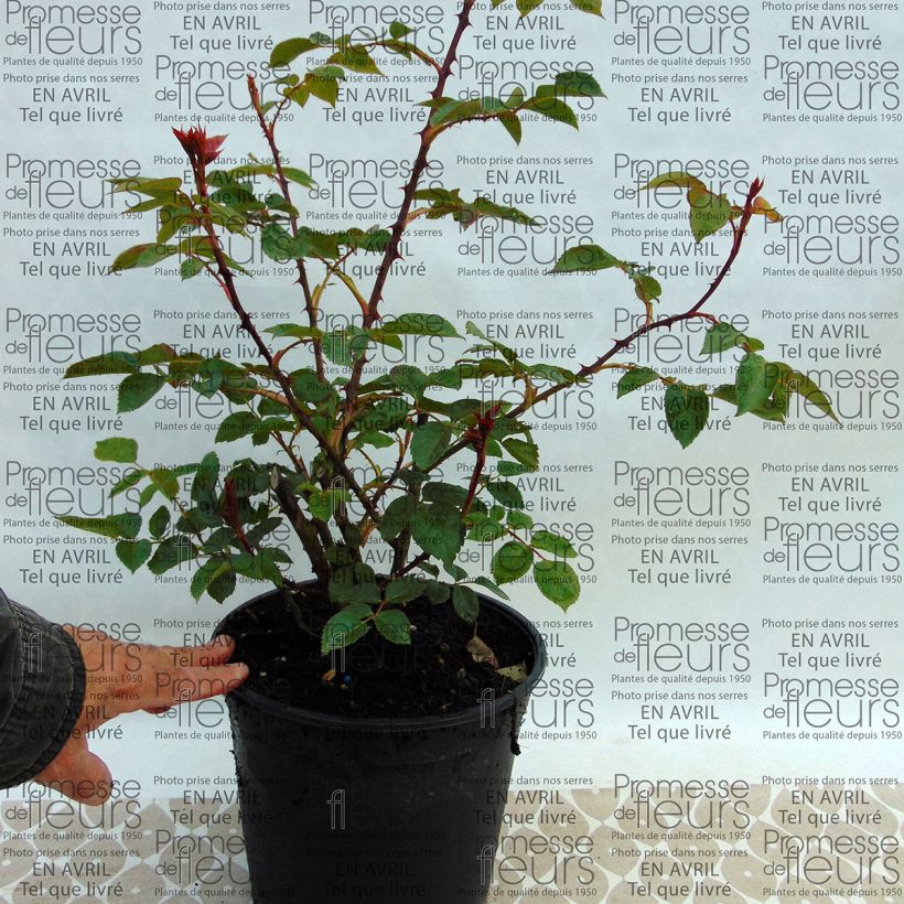 Voorbeeld van een exemplaar van Rosa Pat Austin - David Austinroos Pot van 4 l/5 l zoals geleverd