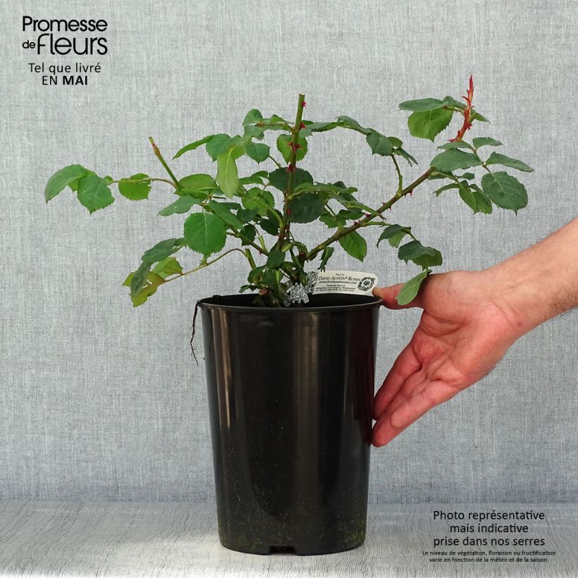 Example of Rosa Princess Alexandra of Kent - David Austinroos Pot van 4 l/5 l as you get in printemps