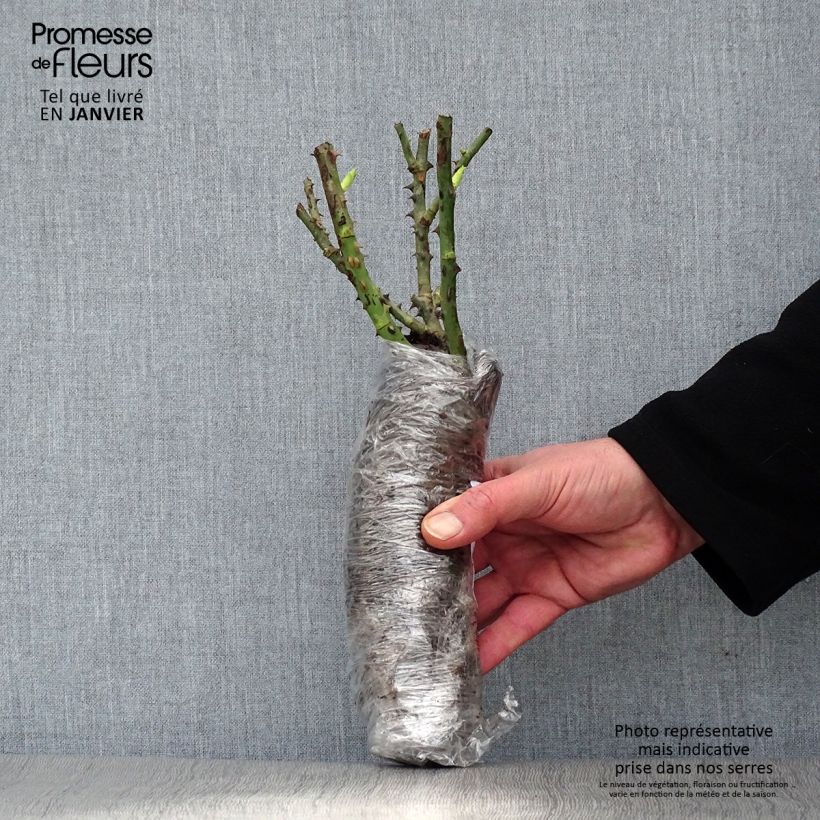 Exemplaar van Rosa Princess Anne - David Austinroos In kluit zoals geleverd in de winter