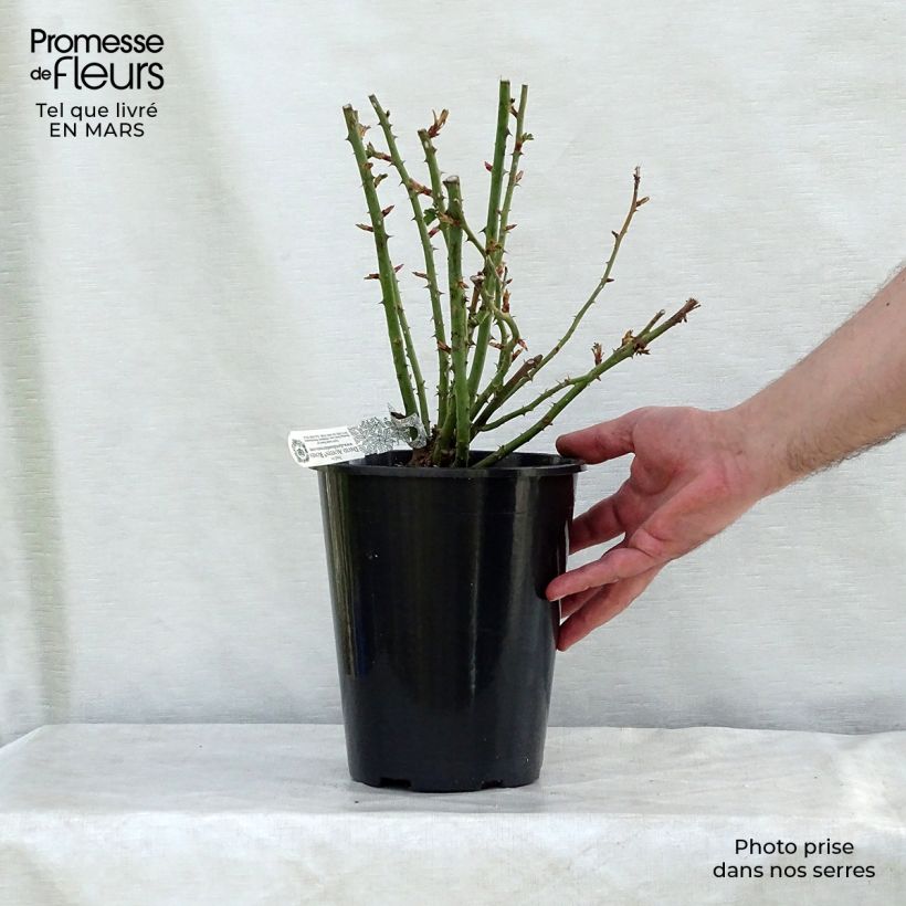 Exemplaar van Rosa Royal Jubilee - David Austinroos Pot van 4 l/5 l zoals geleverd in de lente