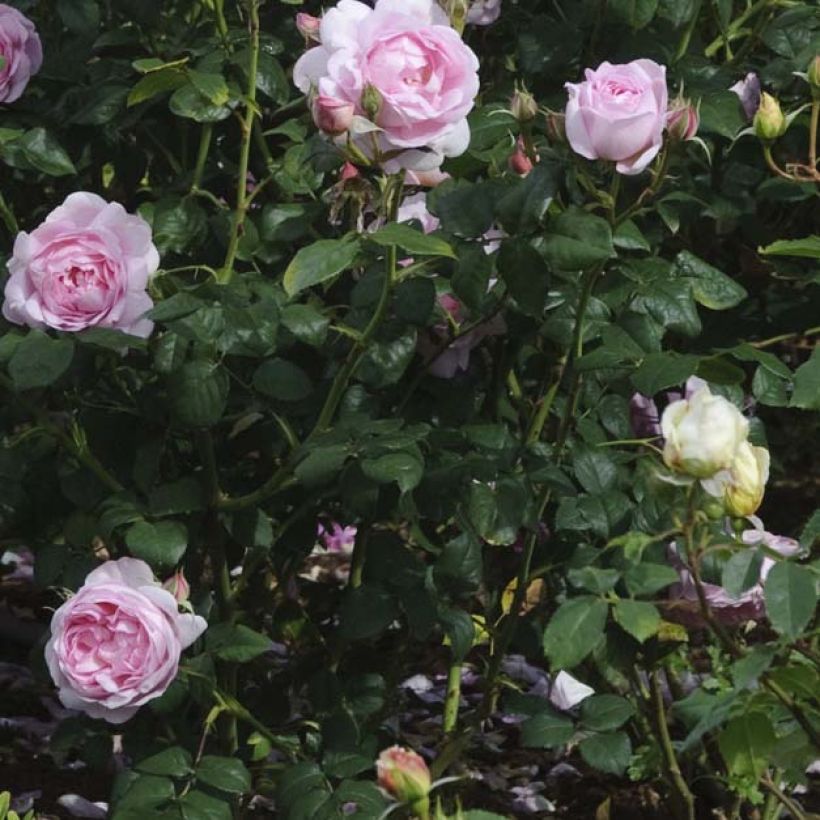 Rosa Scepter'd Isle - David Austinroos (Blad)