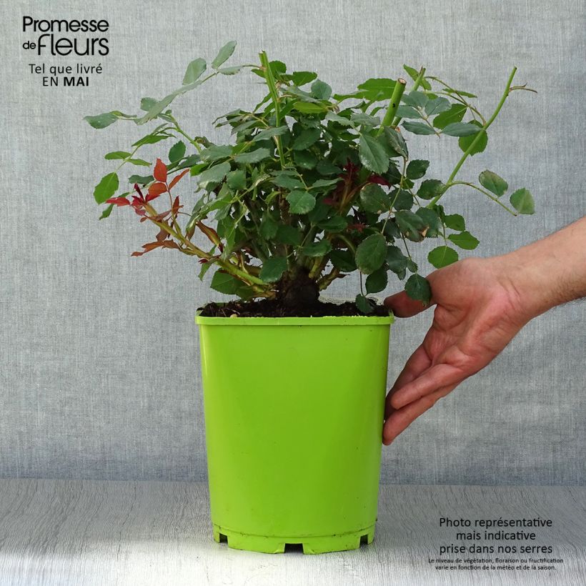 Exemplaar van Rosa Sir John Betjeman - David Austinroos Pot van 4 l/5 l zoals geleverd in de lente