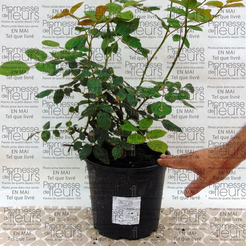 Example of Rosa Spirit of Freedom - David Austinroos Pot van 4 l/5 l as you get