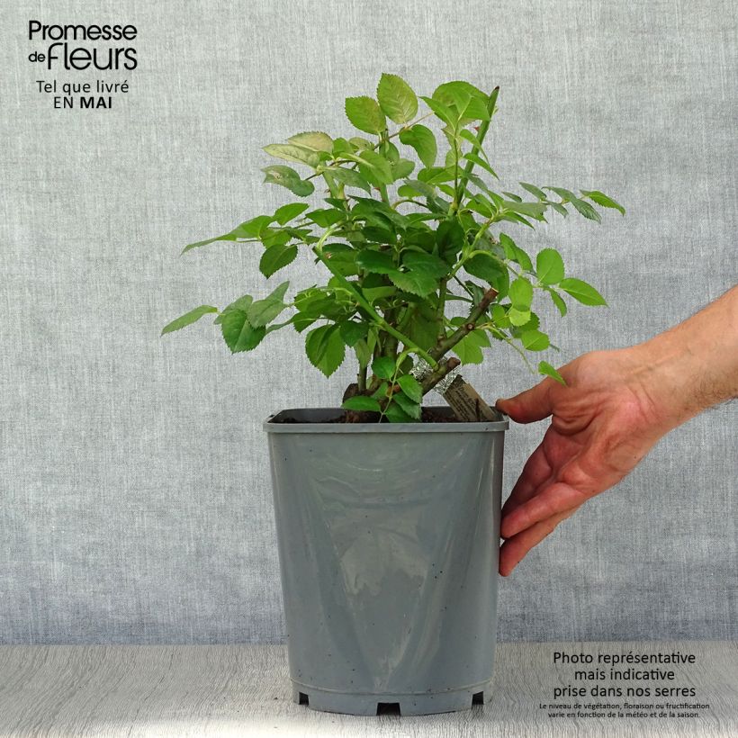 Example of Rosa Strawberry Hill - David Austinroos Pot van 4 l/5 l as you get in printemps