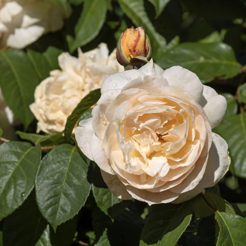 Rosa Sweet Juliet - David Austinroos (Bloei)