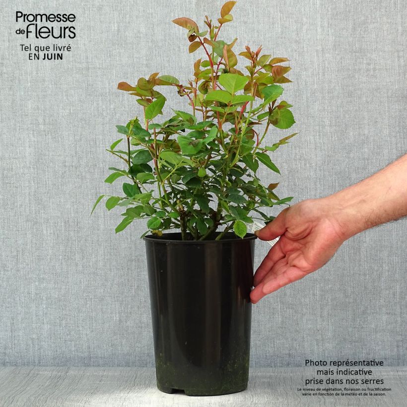 Example of Rosa Teasing Georgia - David Austinroos Pot van 4 l/5 l as you get in printemps