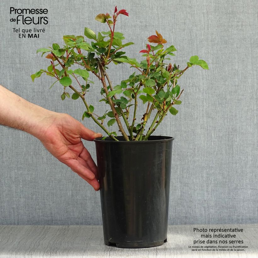 Example of Rosa The Ancient Mariner - David Austinroos Pot van 4 l/5 l as you get in printemps