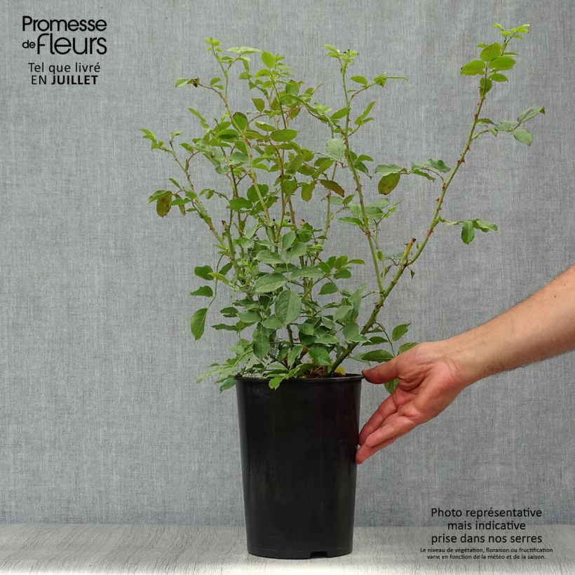 Exemplaar van Rosa The Mill on the Floss - David Austinroos Pot van 4 l/5 l zoals geleverd in de zomer