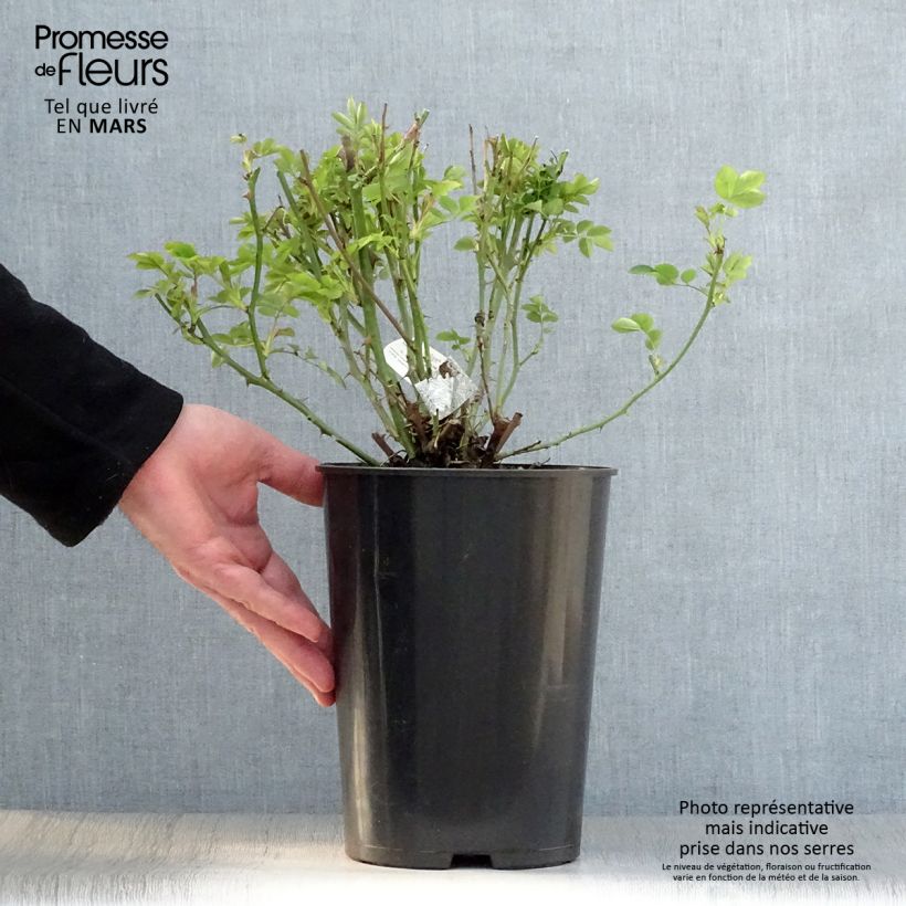 Example of Rosa The Pilgrim - David Austinroos Pot van 4 l/5 l as you get in printemps