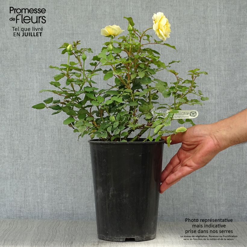 Exemplaar van Rosa The Poet's Wife - David Austinroos Pot van 4 l/5 l zoals geleverd in de zomer