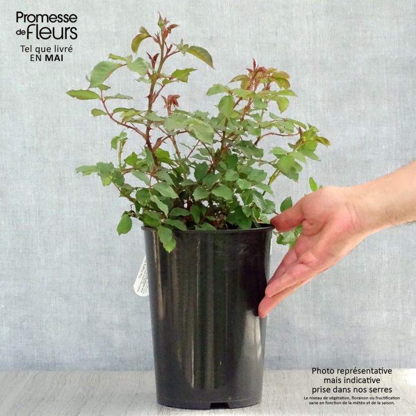 Exemplaar van Rosa The Poet's Wife - David Austinroos Pot van 4 l/5 l zoals geleverd in de lente