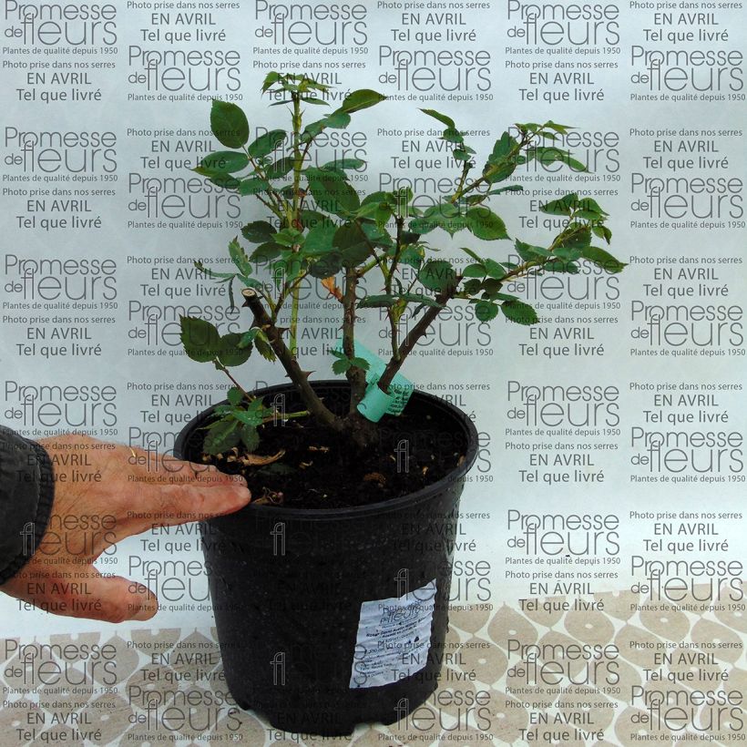 Voorbeeld van een exemplaar van Rosa William Morris - David Austinroos Pot van 4 l/5 l zoals geleverd