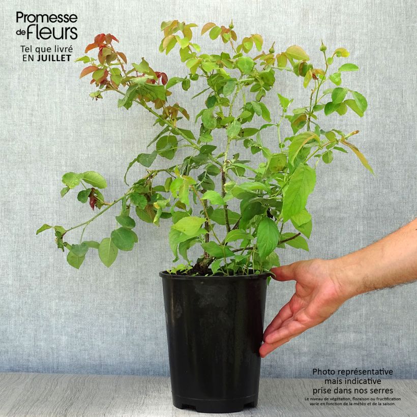 Exemplaar van Rosa William Shakespeare 2000 - David Austinroos Pot van 4 l/5 l zoals geleverd in de zomer