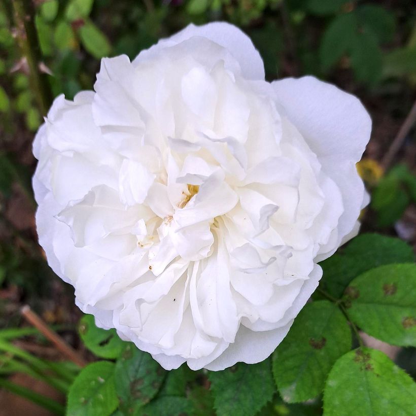 Rosa Winchester Cathedral - David Austinroos (Bloei)