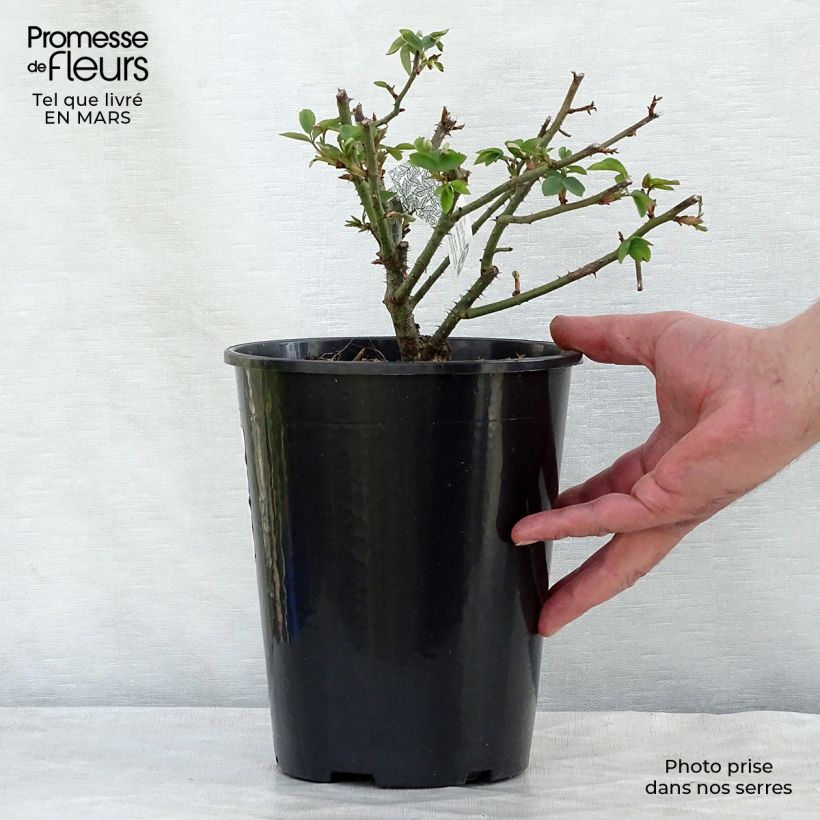 Exemplaar van Rosa Winchester Cathedral - David Austinroos Pot van 4 l/5 l zoals geleverd in de lente