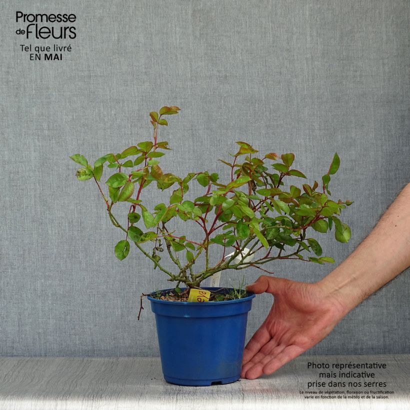 Exemplaar van Rosa Soleya - Polyantharoos Pot van 2 l/3 l zoals geleverd in de lente