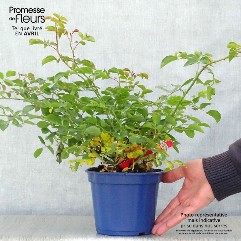 Exemplaar van Rosa Flower Carpet Scarlet - Polyantharoos Pot van 2 l/3 l zoals geleverd in de lente