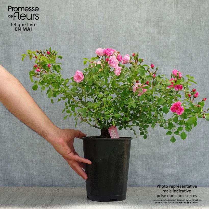 Exemplaar van Rosa Mareva - Polyantharoos Pot van 4 l/5 l zoals geleverd in de lente