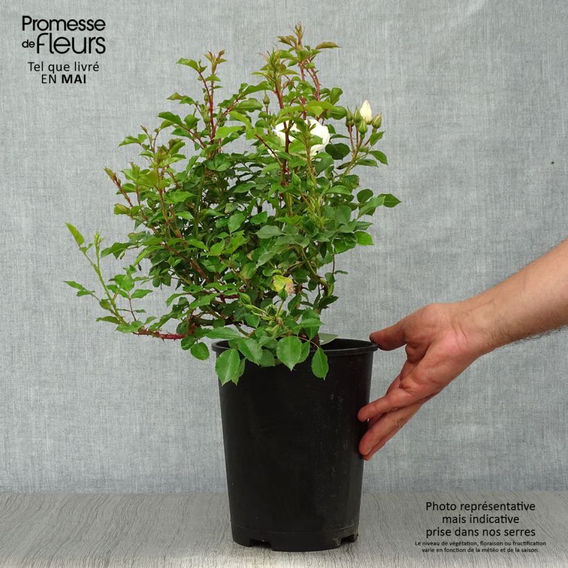 Example of Rosa White Flower Carpet - Polyantharoos Pot van 4 l/5 l as you get in printemps