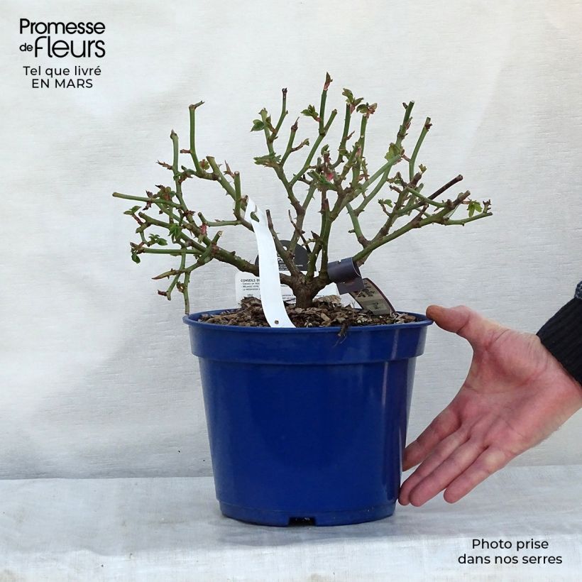 Exemplaar van Rosa Pink Voluptia - Polyantharoos Pot van 2 l/3 l zoals geleverd in de winter