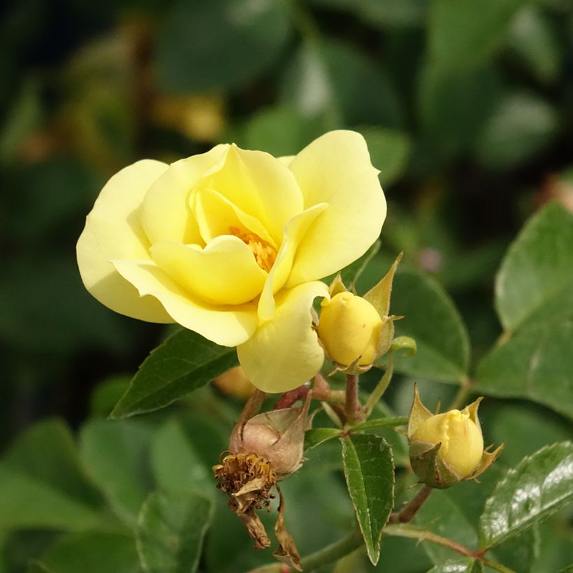 Rosa Flower Carpet Gold - Polyantharoos (Bloei)