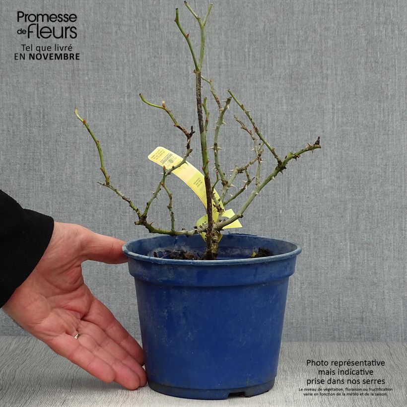 Exemplaar van Rosa Flower Carpet Gold - Polyantharoos Pot van 2 l/3 l zoals geleverd in de herfst