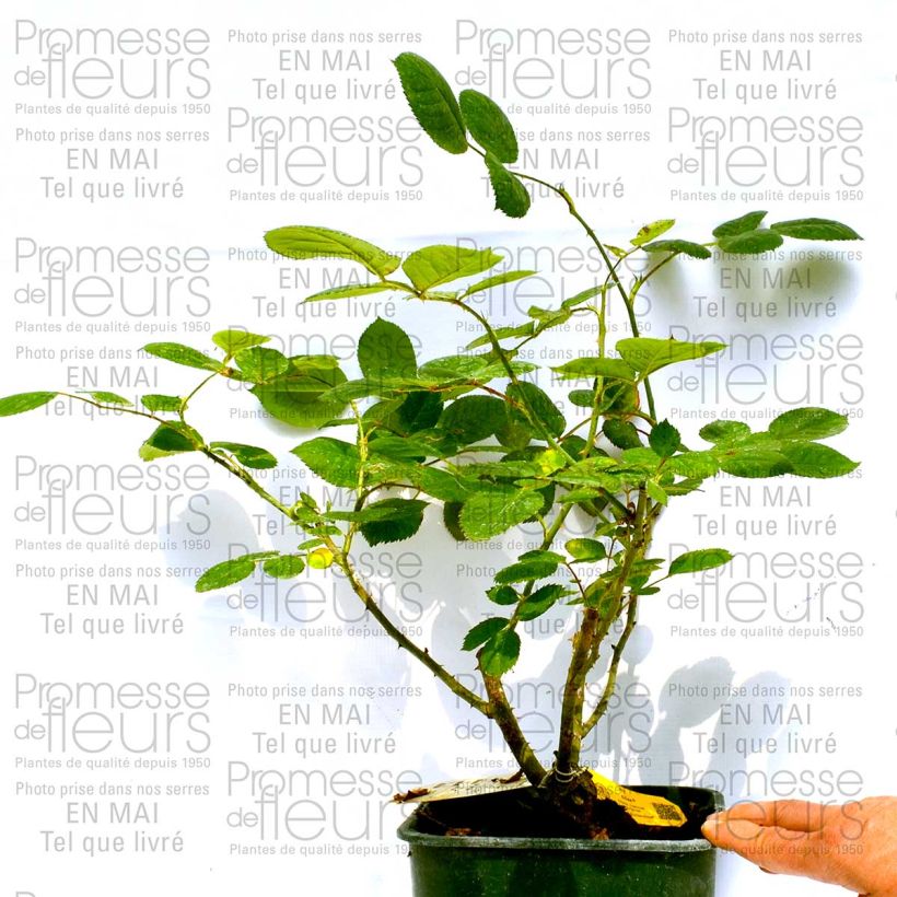 Voorbeeld van een exemplaar van Rosa Eliza - Grootbloemige roos Pot van 4 l/5 l zoals geleverd